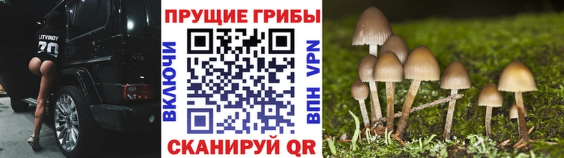 Псилоцибиновые грибы Cubensis Сибай